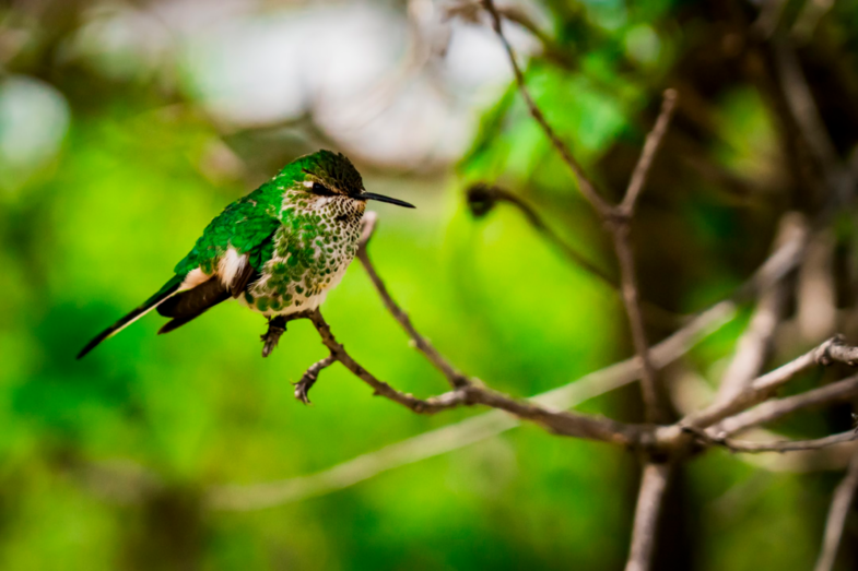 Kolibri in de andes