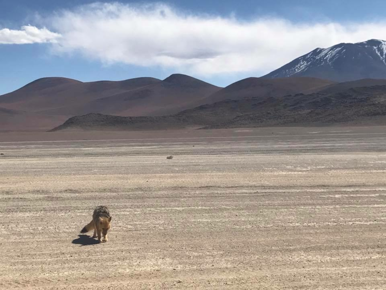 Lonely coyote