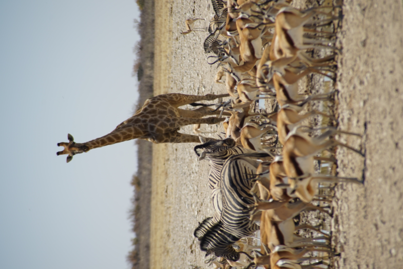 Gathering of animals