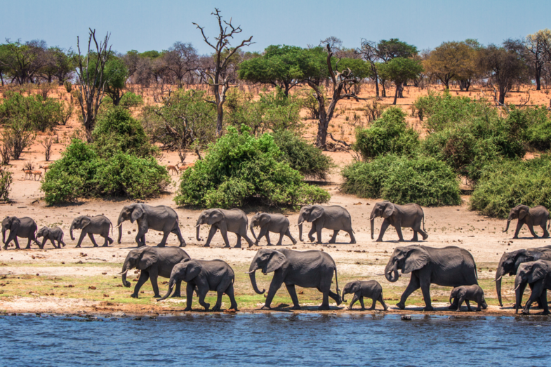 Marching Elephants