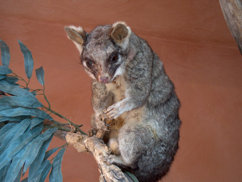 Australie in het klein