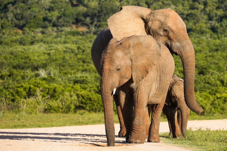 Creatieve Olifantenpose in Addo Elephant national park, Zuid Afrika
