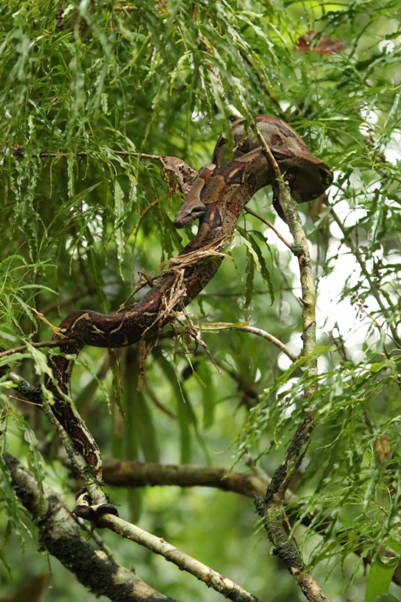 Boa constrictor