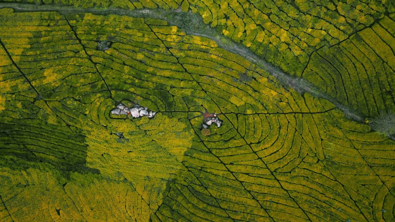Theeplantages rond Bandung