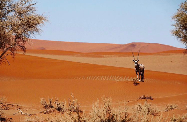 Oryx in de Sossusvlei