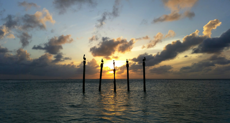 Pelikanen op houten palen bij een prachtige zonsondergang
