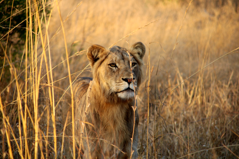 Leeuw in Kruger Park bij zonsopkomst