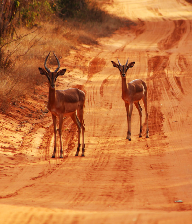 Impala's at hluwluwe