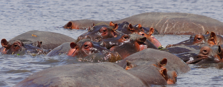 Hippo pool