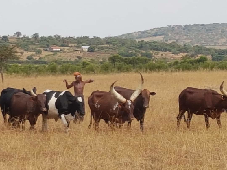 Afrikaanse koeien