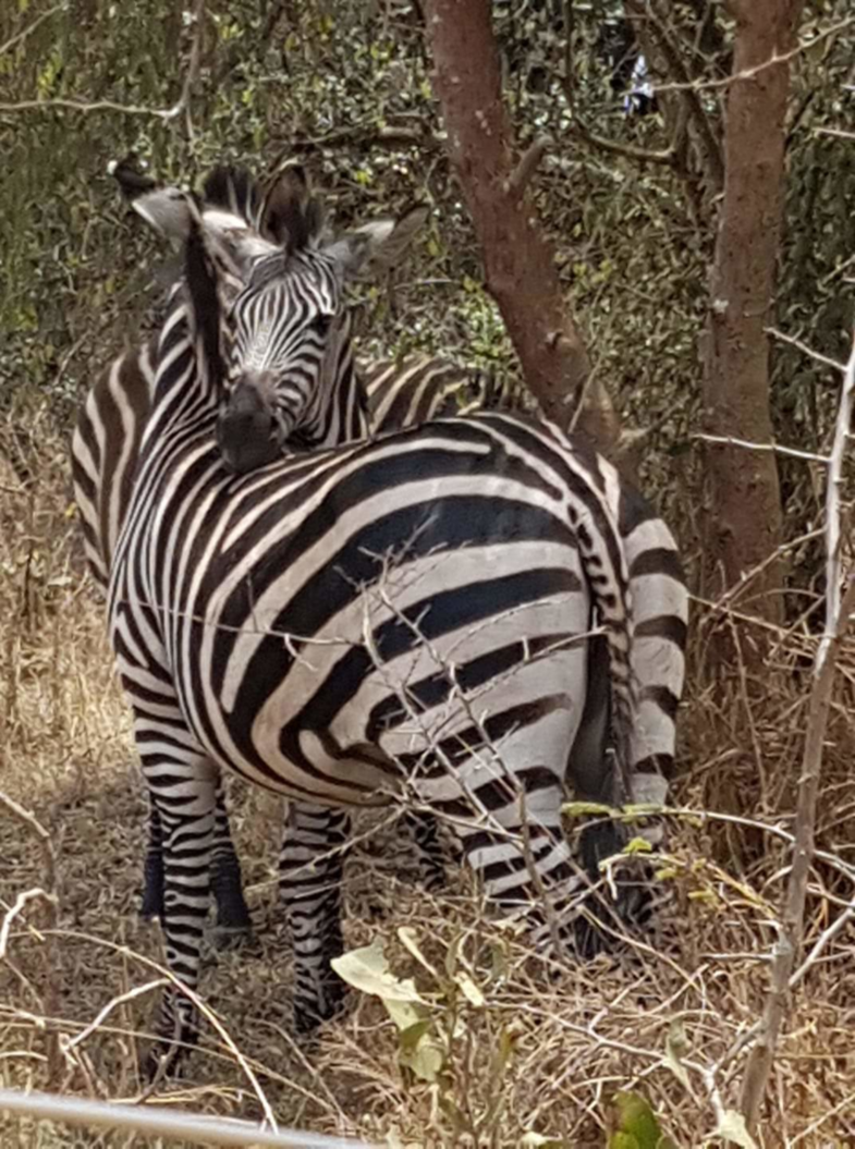 Knuffelende zebra's