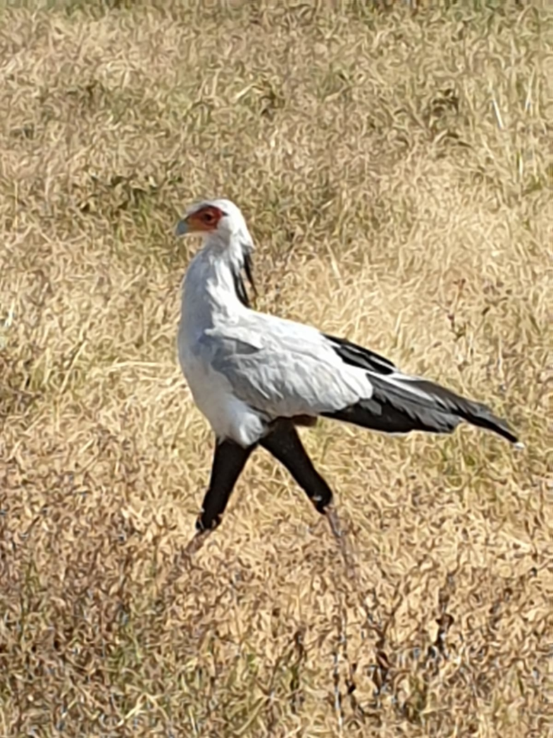 Duidelijk nog de engelse invloeden te zien.