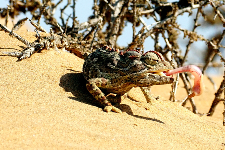 Lekker Hapje!  (Namaqua chameleon)