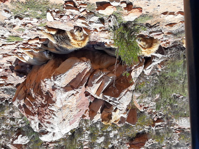 Safari slapende leeuwen