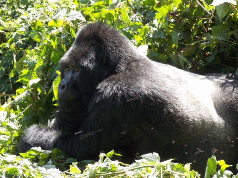 Silverback Gorilla... zonder inzoomen