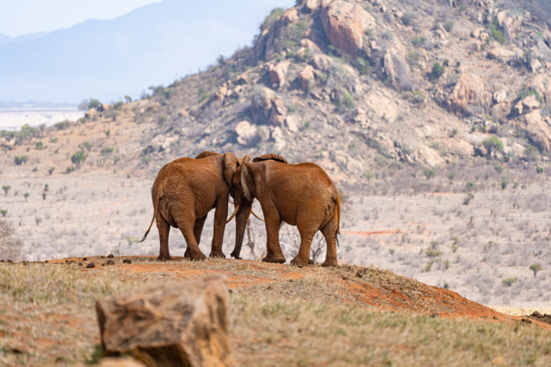 Enjoying the view together
