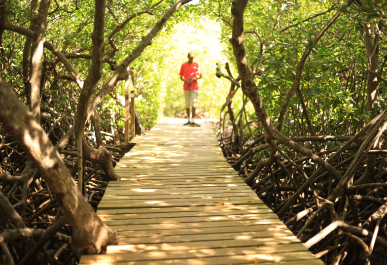 Mangrove Man