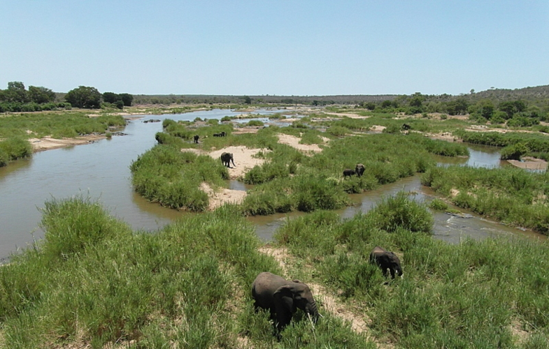 Krugerpark bij de Letaba rivier.
