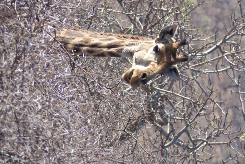 deze steekt er bovenuit
