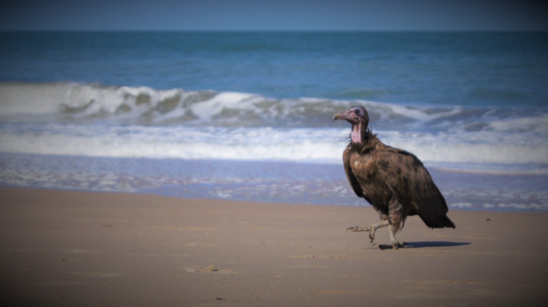 Gambiaanse strandjutter!