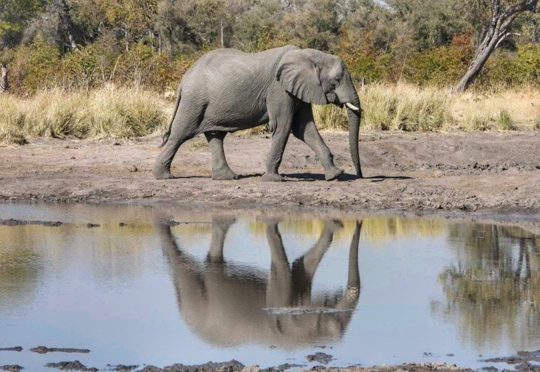 Spiegelende Olifant