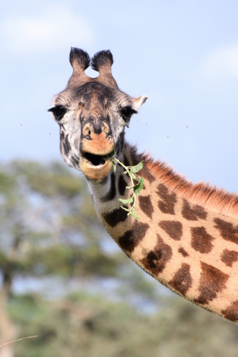 Masai giraffe