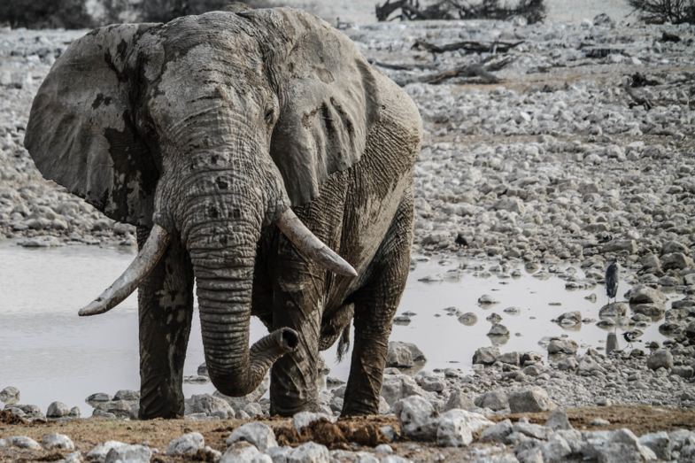 Olifant in het Etosha NP