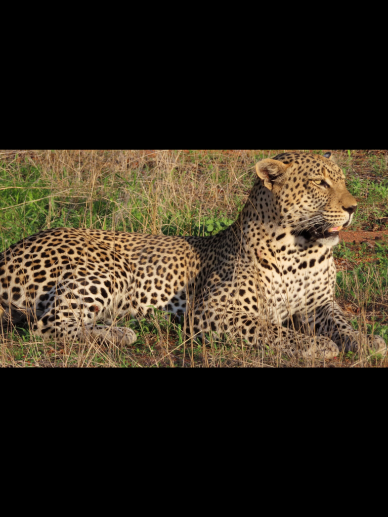 Wauw ik ben helemaal verliefd op dit “ knuffeldier “