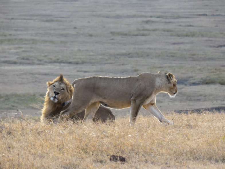 Can you feel the love tonight.... In de Ngorongorokrater