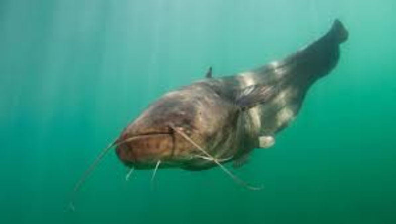 Underwater fish foto