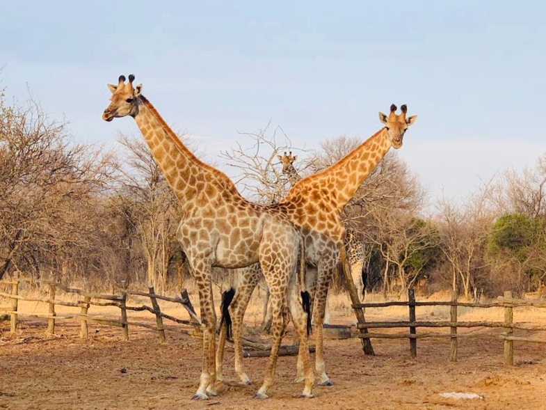 Giraffe and 'brothers'