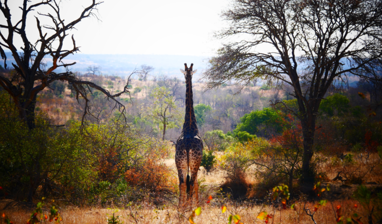 “I walk trought the fields”