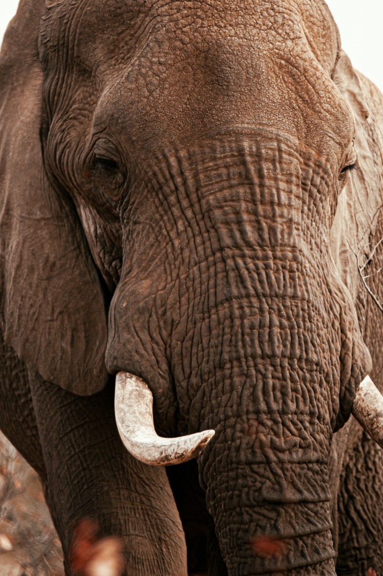Aging Elephant