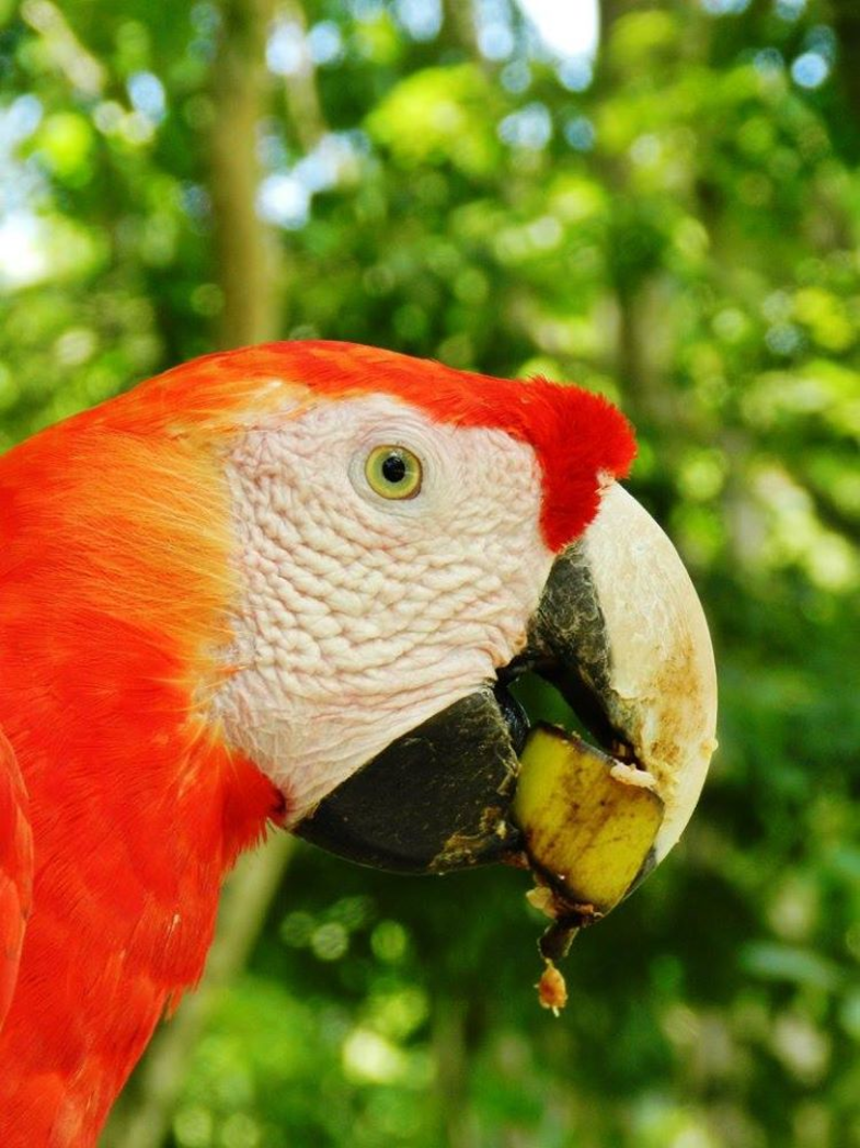 Ara in Copán