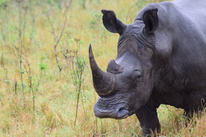 Neushoorn in Hluhluwe NP