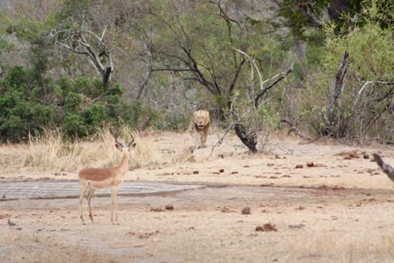 Spanning bij mens en dier.
