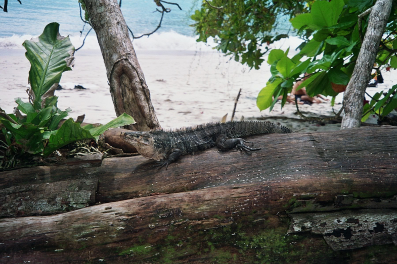 zwarte leguaan manuel antonio NP