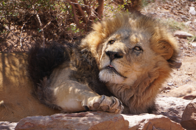 Gespot naast de weg in Aquila