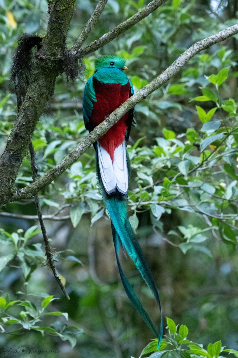 Quetzal