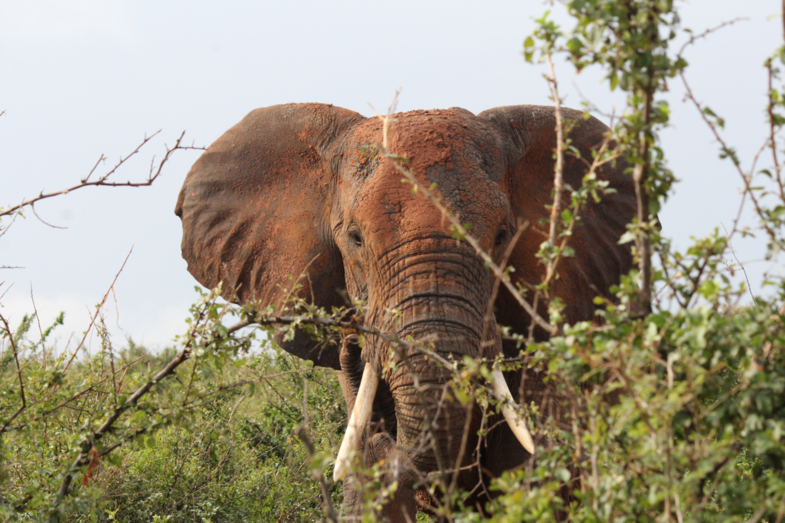 Safari in Oeganda