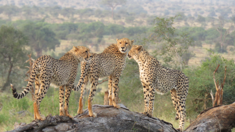 Cheeta op dde uitkijk