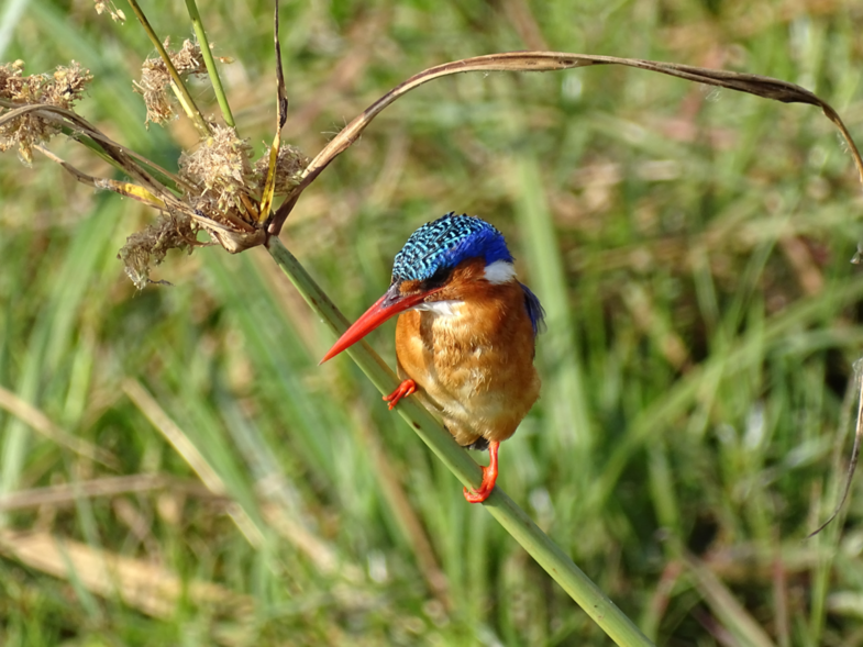 IJsvogel in het zonnetje gezet!