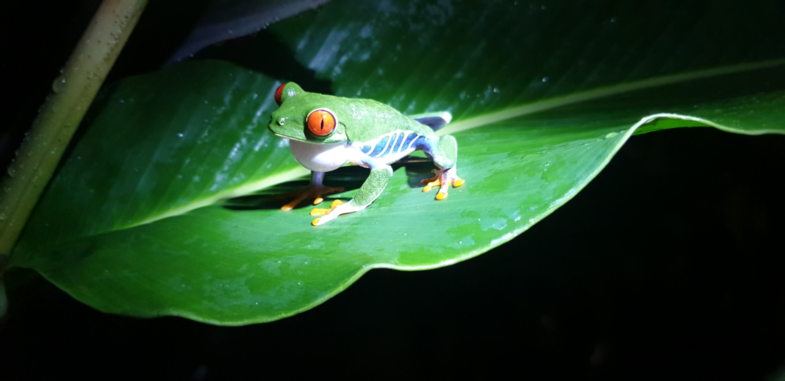 Costa Ricaans fotomodelletje