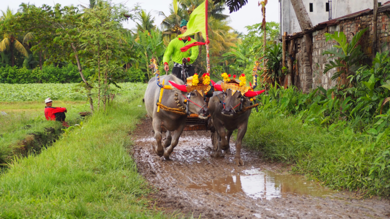 Makepung Buffalo race