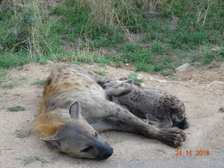 Baby Hyena eet vegetarisch