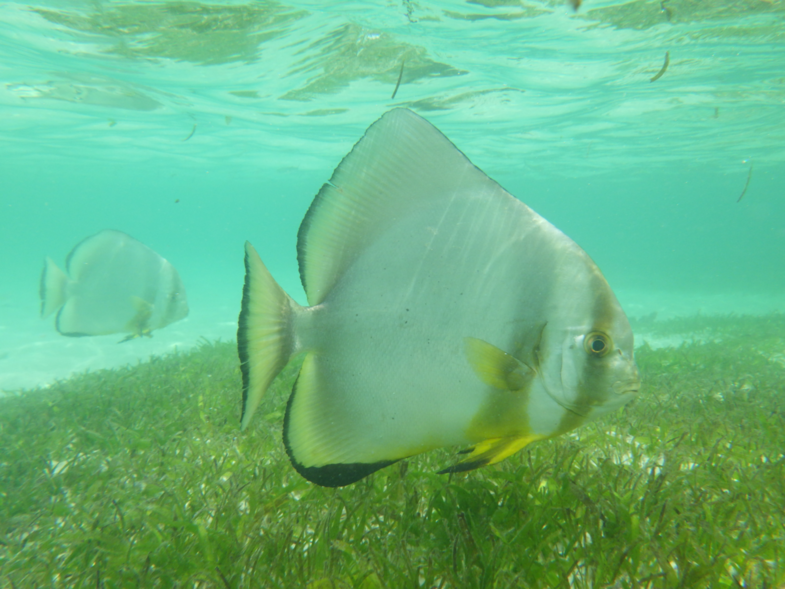 Aquarium of toch niet