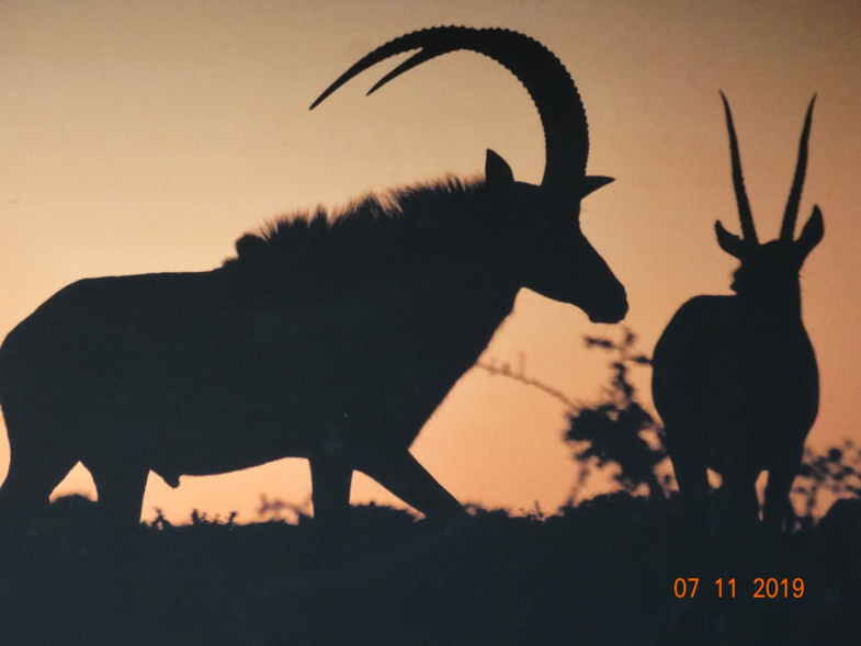 Shadows in the night