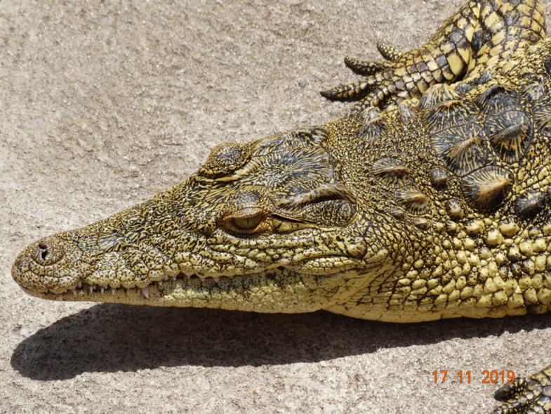 True but dangerous colors