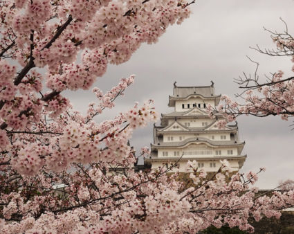 Sakura season in Japan