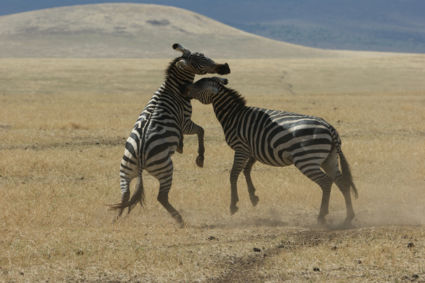 Vechtende zebra's in de Ngogororo krater
